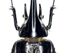 昆虫標本作成依頼承ります 自宅で死んだ昆虫などの標本を作成します イメージ2