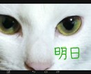 開運！招き猫のタロット占い！あなたの明日の運勢が分かります！ イメージ1