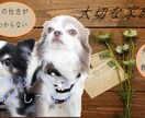愛犬のしつけ、疑問などご相談にのります 愛犬のことをもっとたくさん知りたい方へ イメージ1