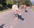 カミーノに挑戦したいというあなたの相談に乗ります カミーノ巡礼への不安を払拭します！ イメージ6
