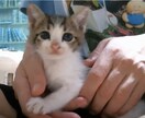 癒し♡猫たちと一緒にお話します 猫たちと一緒にまったりな時間を過ごしましょう(=‘ｘ‘=)♡ イメージ1