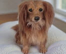 大切な愛犬さんをお作りします うちのコ羊毛フェルトワンコオーダー イメージ7