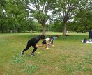 かけっこが速くなりたい子の夢を叶えます かけっこが速くなりたい！一からフォームを見直してみましょう！ イメージ3