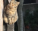 未来が楽しみになる!上がる占いアリます 占い聞いて、逆に落ち込んだ凹んだ人、いらっしゃい! イメージ1