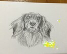 ワンコの似顔絵(鉛筆画)を描いています ワンコの記念日や思い出のプレゼントにオススメ一点モノ イメージ2