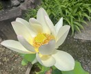 メンタル疾患歴14年目！お話聞きます 様々な精神科に通院歴、入院歴有！優しく聞きます。 イメージ1