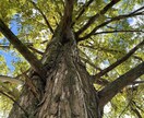 願望実現ワークをいたします 自分の願望を知り、不要な思い込みを取り除き、願望実現へ⭐️ イメージ1