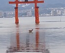 あなたの恋愛、タロットで導きます どんなお悩みでもタロットが導きます イメージ1