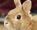 大切なペットちゃんの心の奥、気持ちを霊視鑑定します ペットの気持ち/ペットを亡くした/ペットロス/ペットは家族 イメージ6