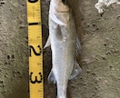 和歌山県の海釣りポイント教えます エギング、太刀魚、青物、その他いろいろポイント教えます。 イメージ2