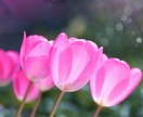 初心者からセミプロまで、写真を上達させます 写真が楽しくなり、個性を伸ばすコツをお伝えします！ イメージ2