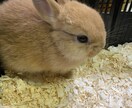 癌サバイバー7年目が相談にのります 闘病中、闘病後の体験談など活かしご相談承ります。 イメージ1