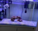 アクアリウム分からないこと教えます アクアリウム立ち上げたいなどの相談のります！ イメージ1