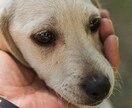 タイムウェーバーで大切なペットをヒーリングします 〜 言葉を話せないペットに優しく届けるヒーリングエナジー イメージ2