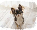 商用利用OK！写真から動物の水彩イラストを描きます ご自身のペットを水彩画風の温かいイラストにしたい！ イメージ3