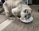愛玩動物飼養管理士資格保持者が相談乗ります 飼いたいけど飼い方がわからないなどの相談に乗ります イメージ7