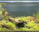 水草やレイアウトのご相談承ります 3mの水草水槽を1年半講師の方と管理していました。 イメージ1