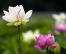 慈悲の禅僧の私がいつも完全味方の話し相手になります 雑談・愚痴・気がかり・悩み。どんな話でも・短い時間でも大丈夫 イメージ2