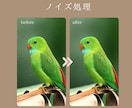 写真のノイズ処理、高画質化処理をいたします 限界を超える美しさ。ノイズ除去と高画質化で最高のクオリティ。 イメージ1