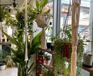 観葉植物の悩み、お部屋に合う観葉植物ご提案します 観葉植物店オーナーが観葉植物のアレコレ教えます イメージ2