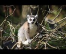 獣医師が新卒獣医の動物病院の就職先の相談に乗ります 就職先の動物病院に悩むあなたへ選び方や基準についてアドバイス イメージ1
