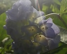 写真売ります 季節のお花の写真です。こちらは三枚セットです。 イメージ1