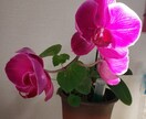 主婦から子供まで日常の悩みカウンセリングします 子供だってたくさん悩みがあります。親子で一緒にカウンセリング イメージ2