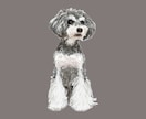 ミニチュアシュナウザーの似顔絵を描きます ミニシュナと暮らす犬絵師が、写真から似顔絵を描きます イメージ1