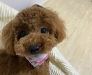 トイプードルのモデル写真・動画提供します 撮影シチュエーションご相談下さい イメージ5