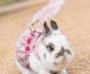 ペットフォトグラファーが可愛い一瞬を撮影します 何気ない毎日が、かけがえのない思い出になりますように イメージ8
