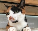 猫ちゃんに関する悩みや相談のります ・猫ちゃんの飼い方・多頭飼育の方法・初めて猫ちゃんを飼う イメージ3