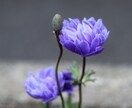 現役住職【大仙和尚】があなたのお悩みずっと聞きます ★大仙院和尚★お悩み解決★悟りの境地★人間関係★開運祈祷 イメージ3
