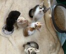 動物介護士がお家でのケアをサポート致します ペット介護の【困った！どうしよう？】をなんでも聞いて下さい。 イメージ1