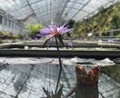 現役精神科看護師が病気や介護などお悩みを聞きます どんなに些細なことでも悩まずに、お気軽に相談してください。 イメージ1