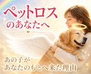 ペットロス【命日鑑定】を西洋占星術で読み解きます あの子が最後にあなたに伝えたかったメッセージ/ペットの気持ち イメージ1
