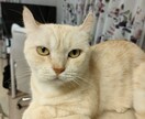 愛しい目が語るワンちゃんネコちゃんの気持ち教えます チワワのあんちゃんマンチカンのめるちゃんアメショーのるみの父 イメージ9