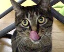 １日１回３０日猫画像をメールアドレスに配信します 猫が好きだけど飼えない人！生活感ある猫画像を毎日！ イメージ7