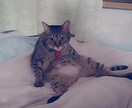 愛猫ちやんの写真提供します ネコチャンが、好きで癒しがほしい方是非♡♡ イメージ1