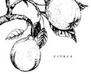 手描きモノクロ線画でリアルなイラスト描きます 手描き線画モノクロでリアルなイラスト イメージ3