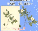 細かい画像も切り抜き・調整します 開設キャンペーン10月まで低価格にてご案内。 イメージ2