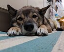 保護犬について話します 保護犬飼ってる方、お話しましょう イメージ1