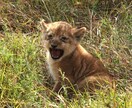 アフリカ サファリ旅行の困ったを解決します 『まるまるサファリの本』の著者が直接対応いたします イメージ3