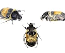 プロが世界に一枚のリアルなペット鉛筆画を描きます 昆虫・魚類・両生類・爬虫類・鳥類・哺乳類まで全対応します イメージ7