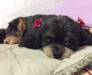 期間限定、ワンちゃんのノミダニ対策の仕方教えます 即効、ナチュラル虫よけスプレーの作り方を教えます。 イメージ1
