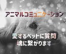 動物の気持ちをお伝えします あの子があなたに向ける思いを読み取ります イメージ1