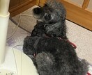 amrmt様専用＊猫ちゃんのお世話のご相談承ります 11月3日までの特別価格です！ イメージ1