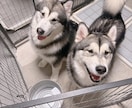 大型犬と猫の飼い主。飼い方やお手入れ相談乗ります アラスカンマラミュートのしおむすび♡愛犬愛猫のお悩み相談室 イメージ1