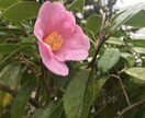 ご縁や結婚相手の性格をカミさまに聞いてお伝えします 田中のおばちゃん、カミさまにちょっと聞いてきます イメージ3