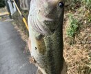 バス釣りをしている人へ、釣果の上げ方教えます バス釣りをひたすら続けてきたのでノウハウを全て伝えたいです。 イメージ3