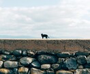 猫島撮影！出張撮影してきます 全国を旅する猫カメラマン あなたへ笑顔をお届けします。 イメージ3